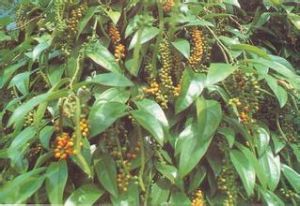 大苗山胡椒 大苗山胡椒