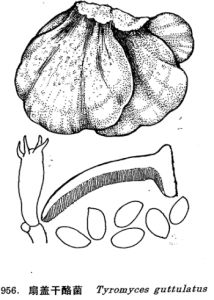 扇蓋乾酪菌 扇蓋乾酪菌