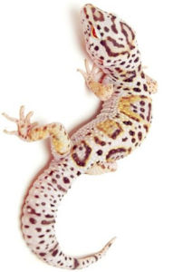 豹紋壁虎
