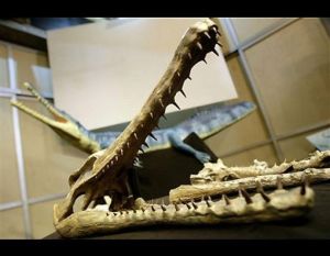 瓜拉尼鱷 瓜拉尼鱷