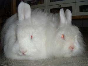 法國安哥拉兔