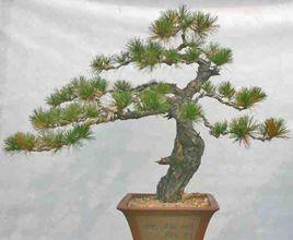 平頭赤松 平頭赤松