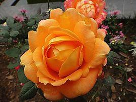 東方之珠[薔薇屬栽培品種]