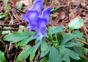 天雄[毛茛目毛茛科植物]