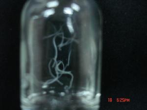 結膜吸允線蟲 結膜吸允線蟲