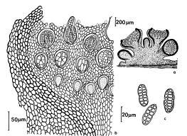 蚧多腔菌 蚧多腔菌