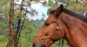 雲南拉市海南堯馬場 雲南拉市海南堯馬場