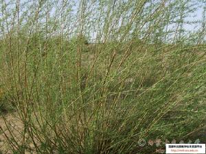 北沙柳 北沙柳