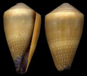 雲霞芋螺 雲霞芋螺