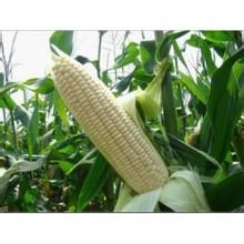 京科甜2000 京科甜2000