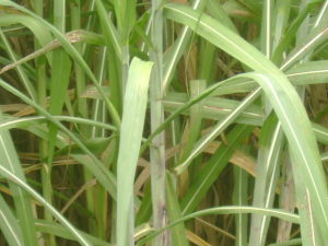 （圖）甘蔗產業 