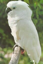 鳳頭鸚鵡