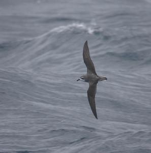 庫氏圓尾鸌 庫氏圓尾鸌