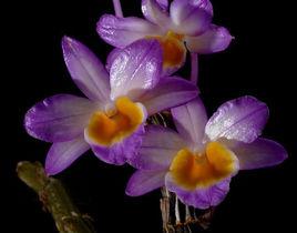 玫瑰石斛 玫瑰石斛