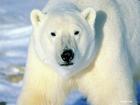 食肉生物北極熊