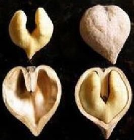 吉寶核桃 吉寶核桃