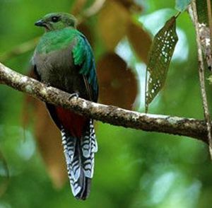 鳳頭綠咬鵑