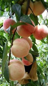 巨美佳桃 巨美佳桃