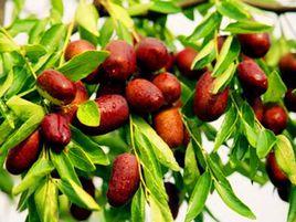 寧縣晉棗 寧縣晉棗