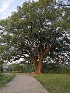 上趙塘村 上趙塘村