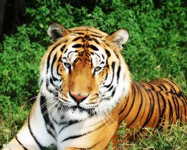 虎[中國十二生肖之一]