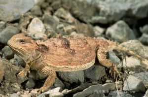 角蟾蜥（美洲沙漠角蜥）（美洲鬣蜥科）分布在北美洲西南部的沙漠，全長8－11厘米，以當地螞蟻為食。