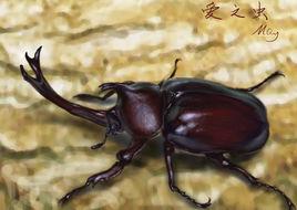 犀牛甲蟲