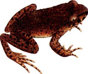 點斑齒蟾 點斑齒蟾