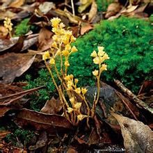 櫻井草科 櫻井草科