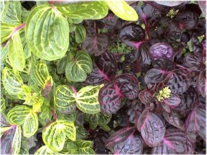 圓葉洋莧 圓葉洋莧