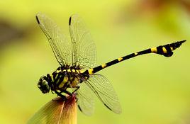 蜻蜓[差翅亞目昆蟲]