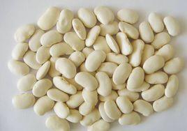 豆球蛋白 豆球蛋白