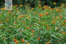 老鴉嘴[馬利筋屬植物]