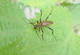 櫟瘦花天牛 櫟瘦花天牛