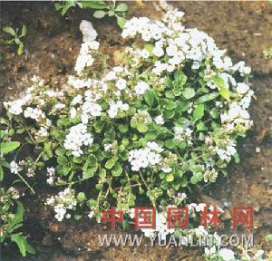 岩生肥皂草 岩生肥皂草