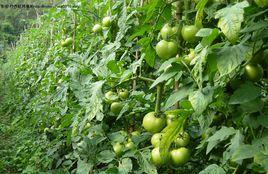 硃砂村[貴州黔東南自治州丹寨縣硃砂村]