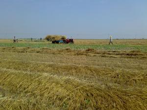 青鋒農場 青鋒農場