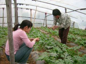 （圖）大學生村官