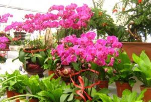 迎賓生態園 迎賓生態園