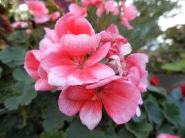 植物心理學 植物心理學