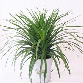 狹葉龍血樹 狹葉龍血樹