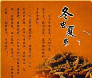 冬蟲夏草含片 冬蟲夏草含片