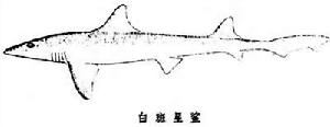 星鯊屬 星鯊屬