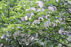 光葉珙桐 光葉珙桐