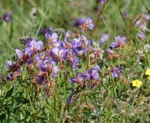 藿香[形科荊芥屬植物]