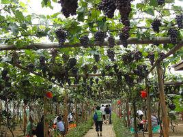 青島沙溝糖球 青島沙溝糖球