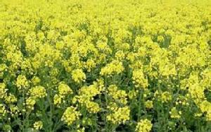 綠油2號 綠油2號