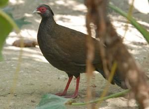 白鷳滇西亞種 白鷳滇西亞種