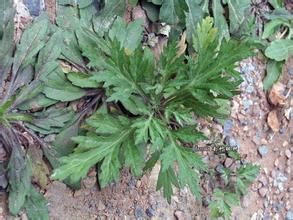 赤水鼠耳芥 赤水鼠耳芥