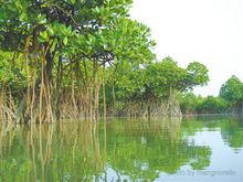 紅樹林[沿海常綠灌木和小喬木群落]